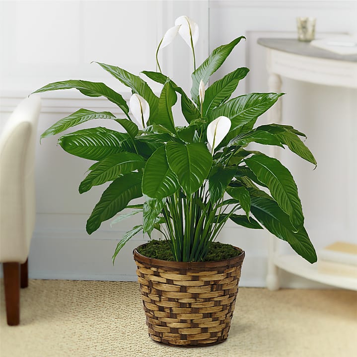 product image for The Spathiphyllum Plant