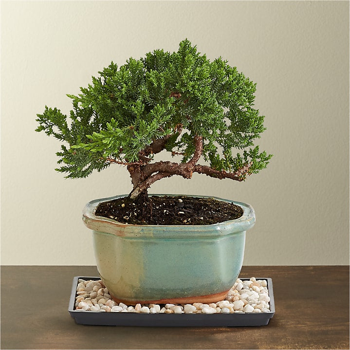 product image for Juniper Bonsai Tree