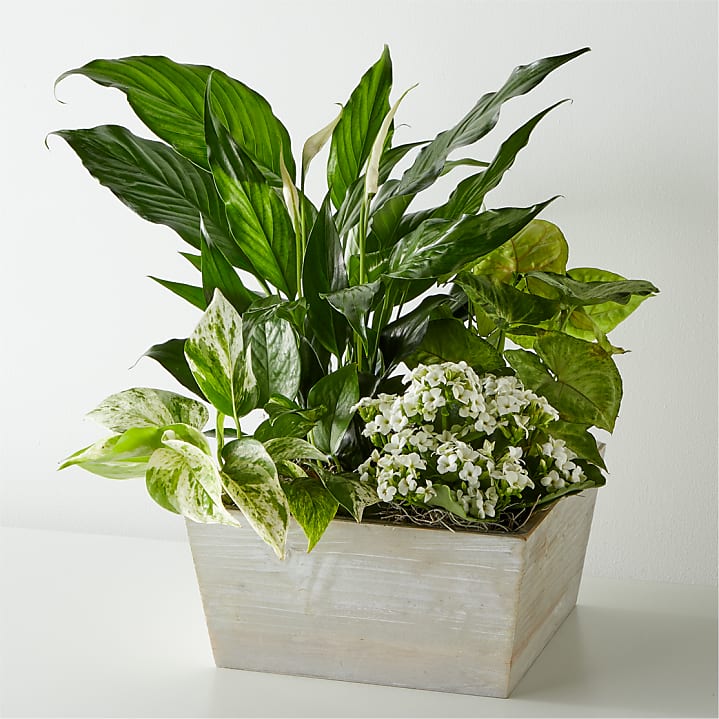 product image for Peaceful White Garden