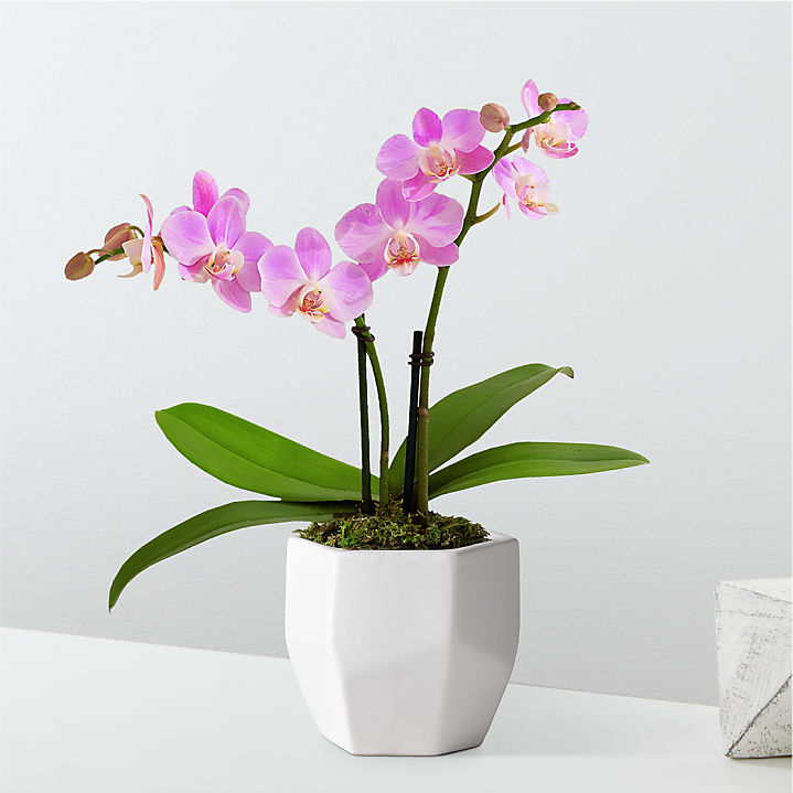 product image for Someone Like You Pink Orchid