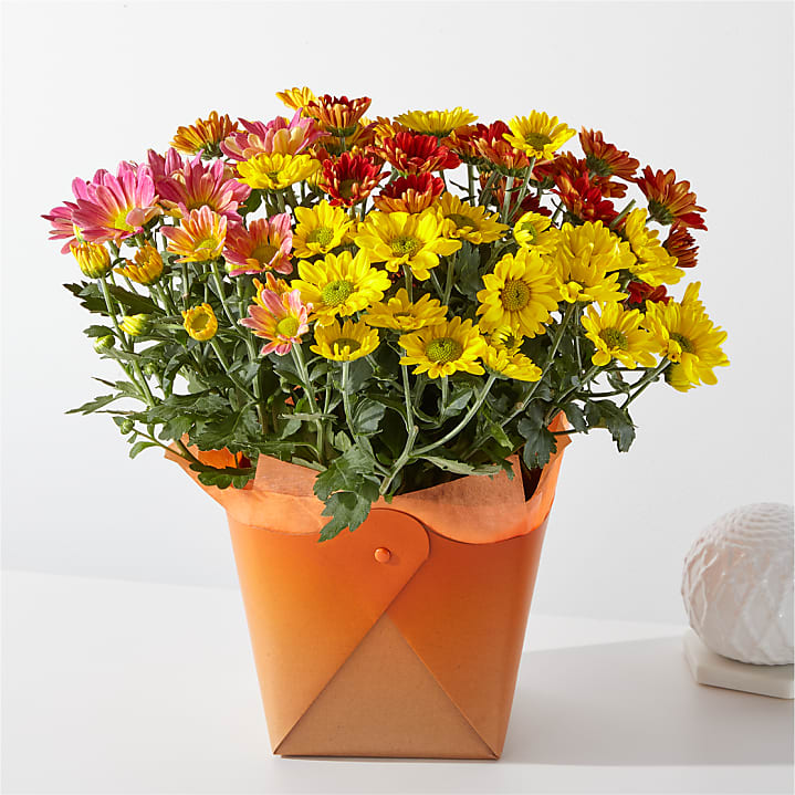 product image for Tri-color Mum Plant