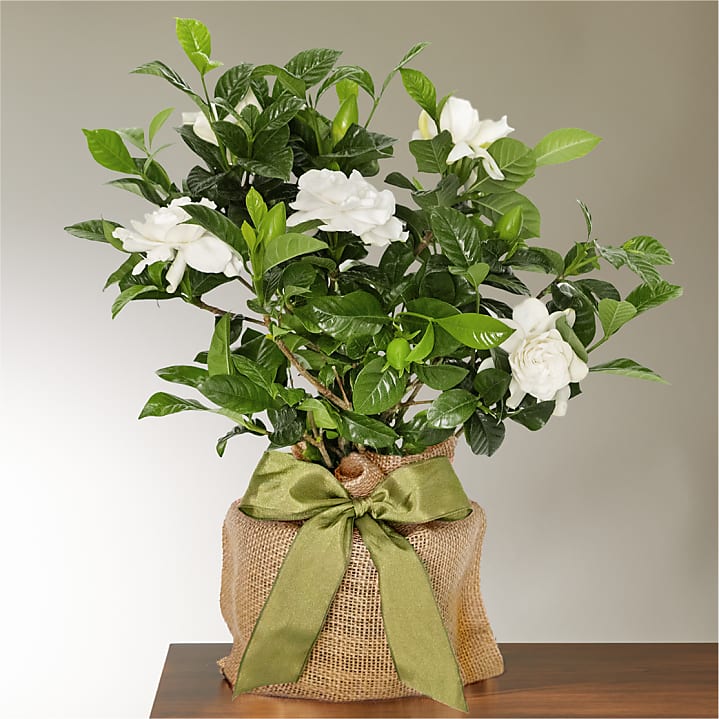 product image for Graceful Gardenia Plant