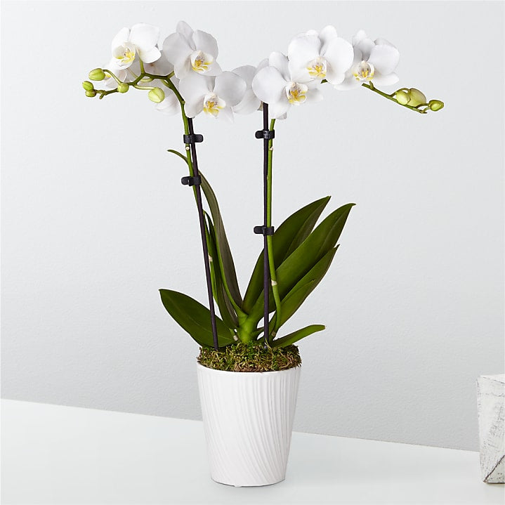 product image for Bliss White Orchid