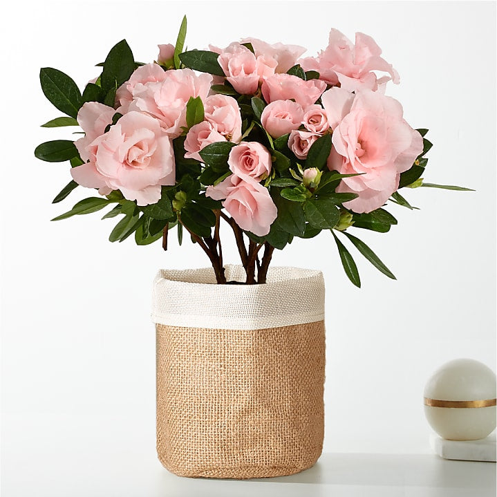 product image for Pink Petals Rosalea Plant