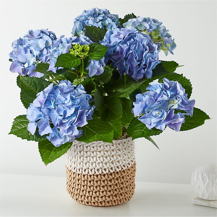 product image for Beyond Blue Hydrangea