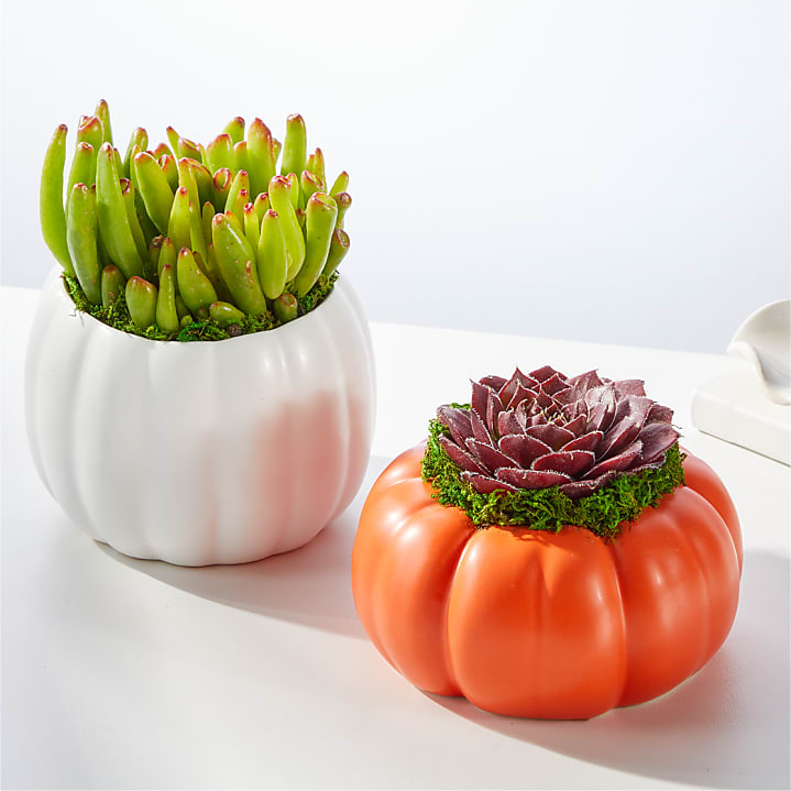product image for Pumpkin Spice Succulent Duo