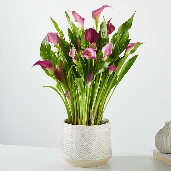 product image for Purple Calla Lily Plant