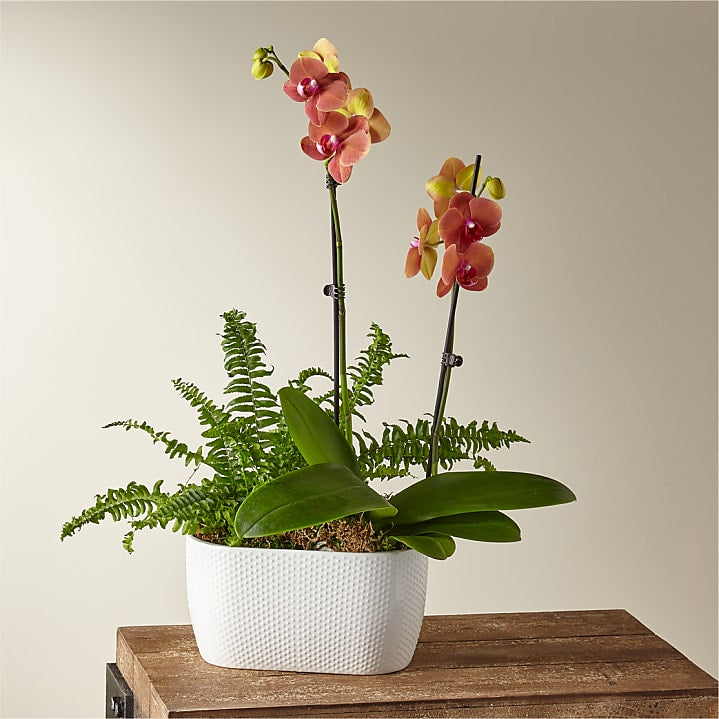 product image for Orchid & Fern Garden