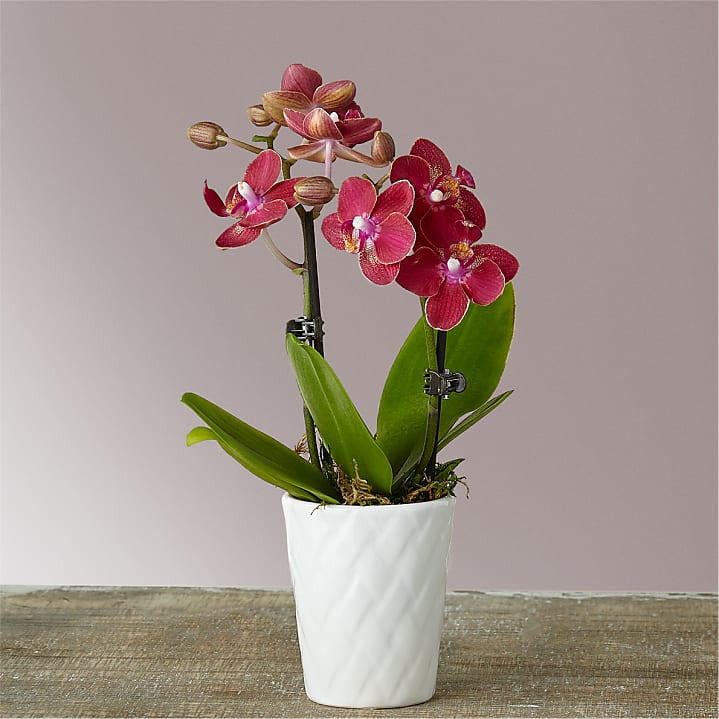 product image for Mini Orchid