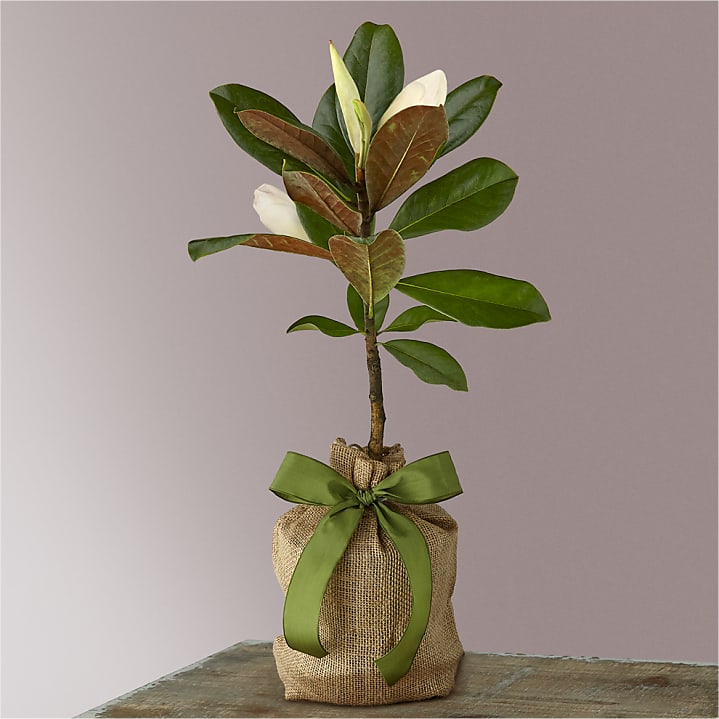 product image for Every Moment Magnolia Tree