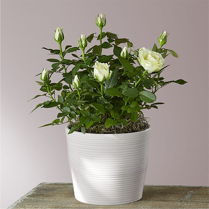 product image for Pure and True White Roses