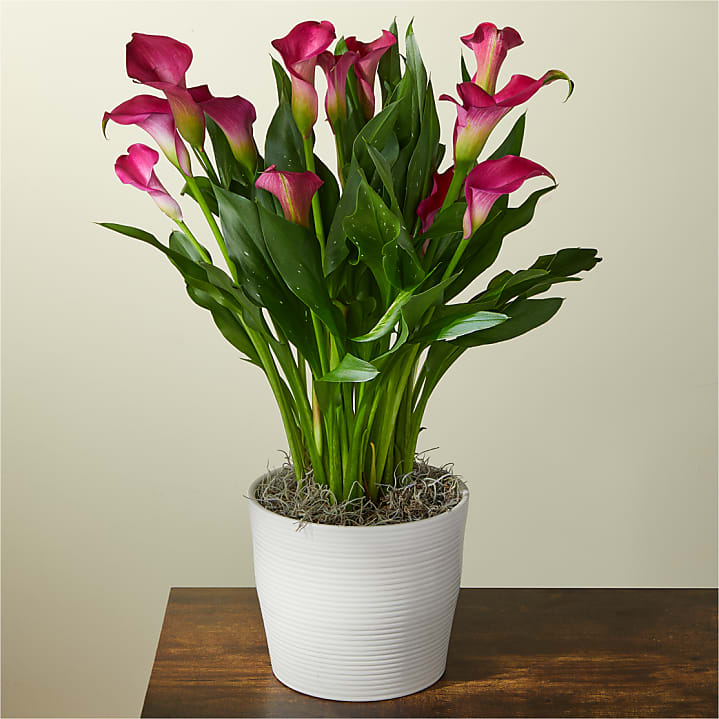 product image for My Darling Pink Calla Lily Plant
