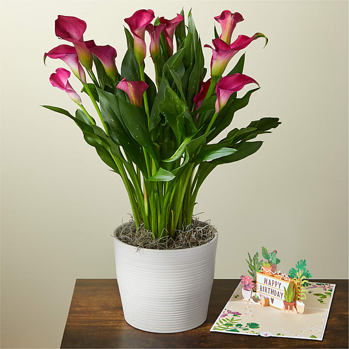 product image for Pink Calla Lily Plant & Happy Birthday Lovepop® Pop-Up Card