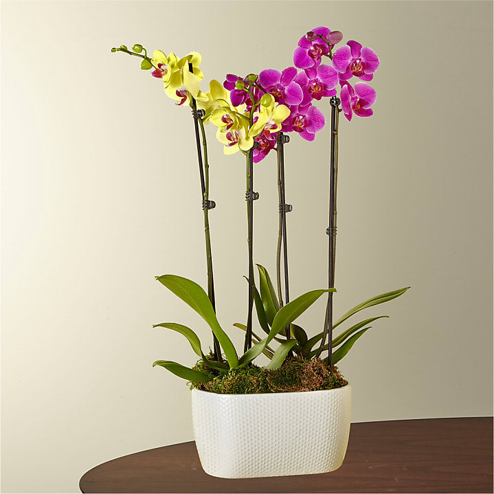 product image for Purple & Yellow Orchid Garden