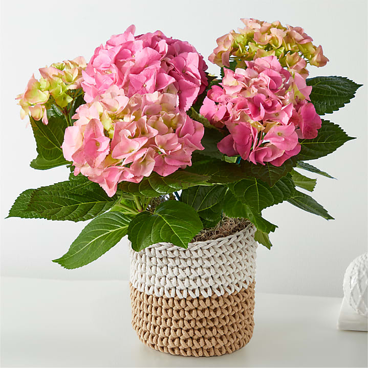 product image for Pink Hydrangea Plant
