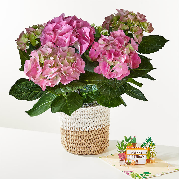 product image for Pink Hydrangea Plant & Happy Birthday Lovepop® Pop-Up Card