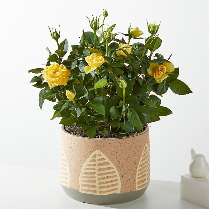 product image for Yellow Mini Rose in Maple Leaf Pot