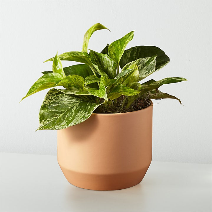 product image for Golden Pothos