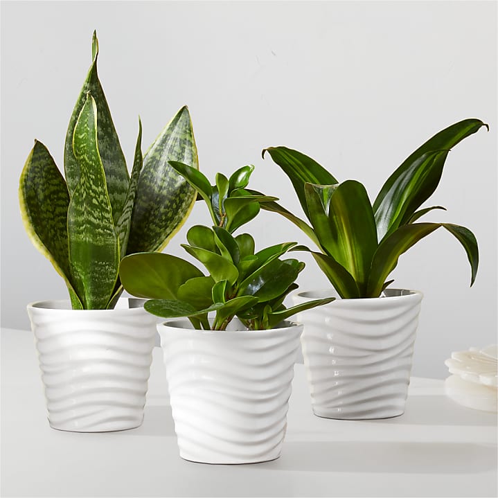 product image for Clean Air Plant Trio