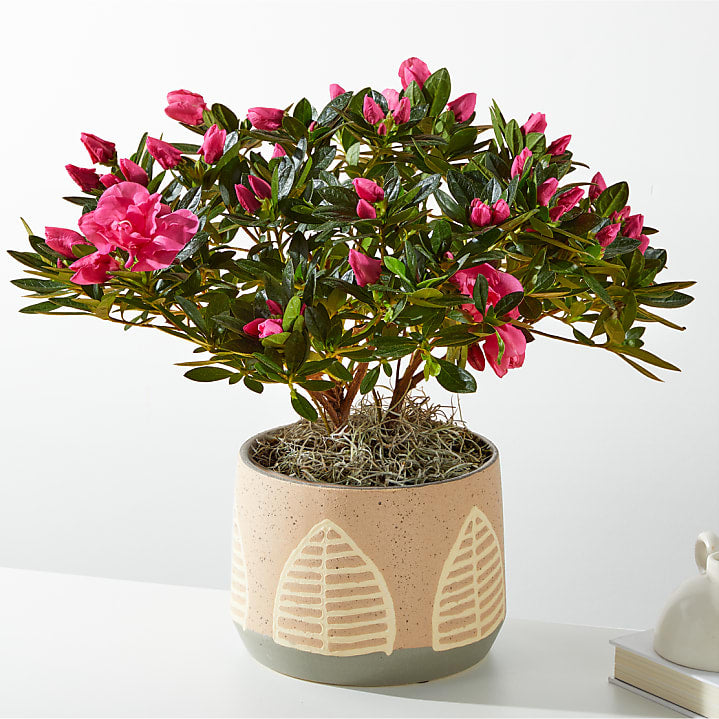 product image for Pink Azalea in Maple Leaf Pot