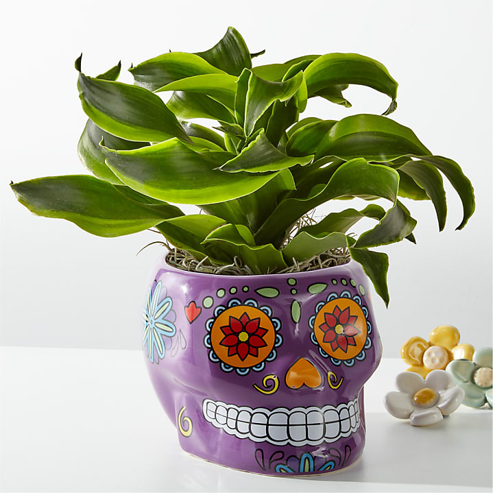 product image for Bird's Nest Fern in Day of the Dead Pot