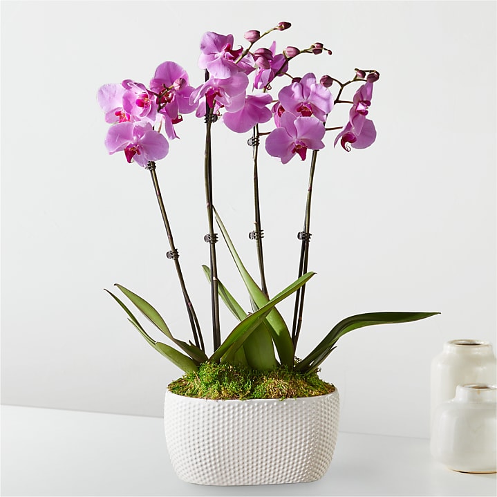 product image for Pink Orchid Garden