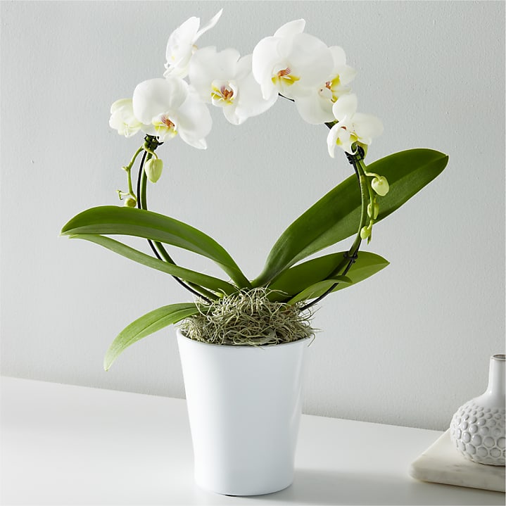 product image for White Hoop Orchid
