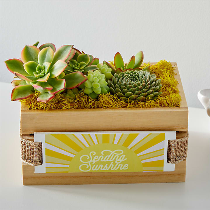 product image for Sending Sunshine Succulent Crate