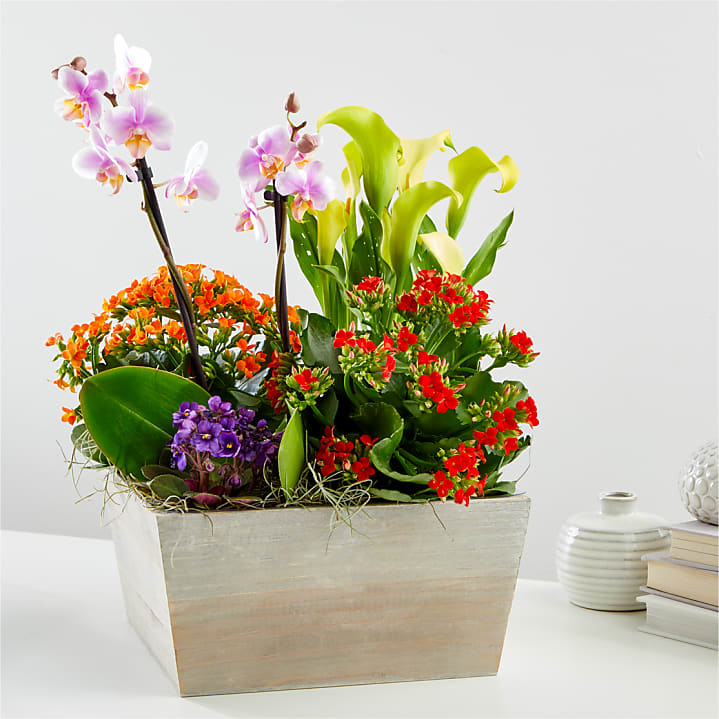 product image for Rainbow Garden of Blooms