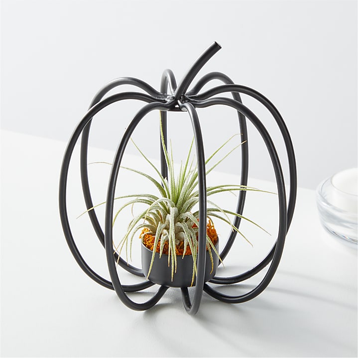product image for Wire Pumpkin Air Plant