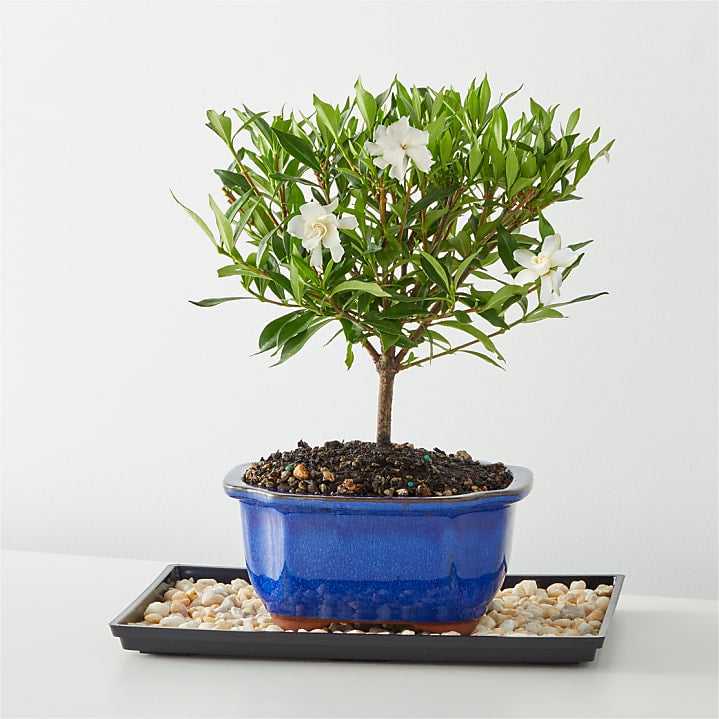 product image for Gardenia Bonsai