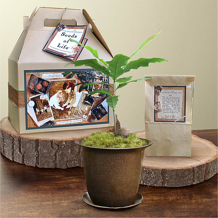 product image for Seeds of Life Memory Tree